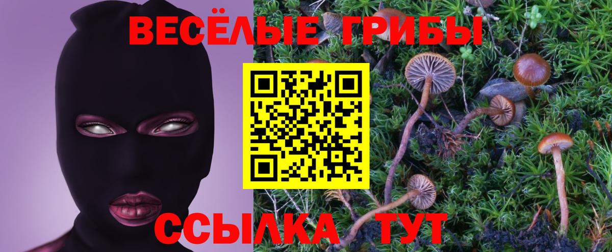 Псилоцибиновые грибы Psilocybe Коломна